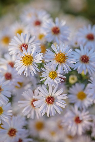 NORWELL_NURSERIES_NOTTINGHAMSHIRE_FALL_AUTUMN_OCTOBER_WHITE_CREAM_FLOWERS_BLOOMS_OF_ASTER_EDWIN_BECK