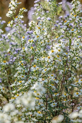 NORWELL_NURSERIES_NOTTINGHAMSHIRE_FALL_AUTUMN_OCTOBER_CREAM_WHITE_FLOWERS_BLOOMS_OF_ASTER_WHITE_CLIM