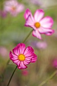 NORWELL NURSERIES, NOTTINGHAMSHIRE: FALL, AUTUMN, OCTOBER, PINK, YELLOW, CREAM FLOWERS, BLOOMS OF COSMOS PICOTEE, ANNUALS