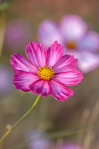 NORWELL_NURSERIES_NOTTINGHAMSHIRE_FALL_AUTUMN_OCTOBER_PINK_YELLOW_CREAM_FLOWERS_BLOOMS_OF_COSMOS_PIC