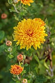 NORWELL NURSERIES, NOTTINGHAMSHIRE: YELLOW FLOWERS, BLOOMS OF CHRYSANTHEM RUBY RAYNOR, PERENNIALS, DENDRANTHEMA, FALL, FLOWERING, BLOOMING, AUTUMN