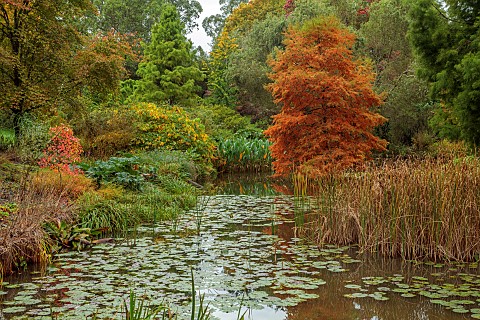 SIR_HAROLD_HILLIER_GARDENS_HAMPSHIRE_OCTOBER_FALL_AUTUMN_ARBORETUM_POND_WATER_POOL_REEDS_SWAMP_CYPRE
