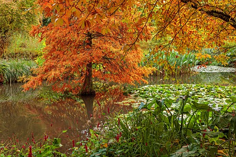 SIR_HAROLD_HILLIER_GARDENS_HAMPSHIRE_OCTOBER_FALL_AUTUMN_ARBORETUM_POND_WATER_POOL_REEDS_SWAMP_CYPRE