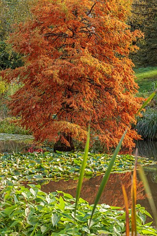 SIR_HAROLD_HILLIER_GARDENS_HAMPSHIRE_OCTOBER_FALL_AUTUMN_ARBORETUM_POND_WATER_POOL_SWAMP_CYPRESS_TAX
