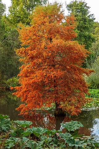 SIR_HAROLD_HILLIER_GARDENS_HAMPSHIRE_OCTOBER_FALL_AUTUMN_ARBORETUM_POND_WATER_POOL_SWAMP_CYPRESS_TAX