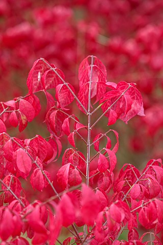 SIR_HAROLD_HILLIER_GARDENS_HAMPSHIRE_FALL_AUTUMN_OCTOBER_RED_LEAVES_FOLIAGE_OF_EUONYMOUS_ALATUS_COMP