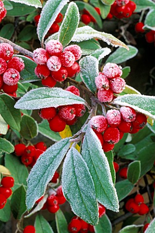 FROSTED_COTONEASTER_CHENIES_MANOR_GARDEN__BUCKINGHAMSHIRE