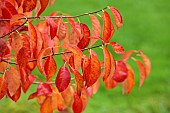 SIR HAROLD HILLIER GARDENS, HAMPSHIRE: FALL, AUTUMN, OCTOBER, RED, ORANGE LEAVES, FOLIAGE OF NYSSA SYLVATICA RED RAGE, DECIDUOUS, SHRUBS