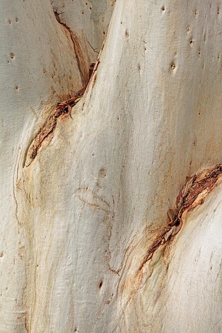 SIR_HAROLD_HILLIER_GARDENS_HAMPSHIRE_FALL_AUTUMN_OCTOBER_TREES_ABSTRACT_IMAGE_OF_BARK_TRUNK_OF_EUCAL