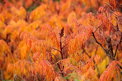 SIR_HAROLD_HILLIER_GARDENS_HAMPSHIRE_ORANGE_FOLIAGE_OF_RHUS_TYPHINA_STAG_HORN_SUMACH_OCTOBER_FALL_AU