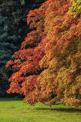 BOWOOD_HOUSE_AND_GARDENS_WILTSHIRE_RED_ORANGE_LEAVES_FOLIAGE_OF_ACER_IN_THE_WOODLAND_FALL_OCTOBER_AU