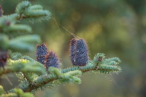 BOWOOD_HOUSE_AND_GARDENS_WILTSHIRE_ABIES_FORESTII_CONES_FALL_AUTUMN_OCTOBER_TREES_CONIFERS_EVREGREEN