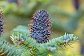 BOWOOD HOUSE AND GARDENS, WILTSHIRE: ABIES FORESTII, CONES, FALL, AUTUMN, OCTOBER, TREES, CONIFERS, EVREGREEN, SHRUBS