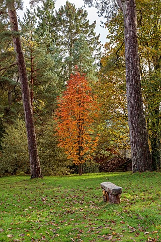 HERGEST_CROFT_GARDENS_HEREFORDSHIRE_FALL_AUTUMN_NOVEMBER_WOODEN_BENCH_SORBUS_ULLEUNGENSIS_TRUNKS_OF_