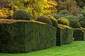 HERGEST CROFT GARDENS, HEREFORDSHIRE: FALL, AUTUMN, NOVEMBER, LAWN, THE CROQUET LAWN, CLIPPED TOPIARY YEW HEDGES, HEDGING, YELLOW LEAVES, FOLIAGE OF GINGKO BILOBA