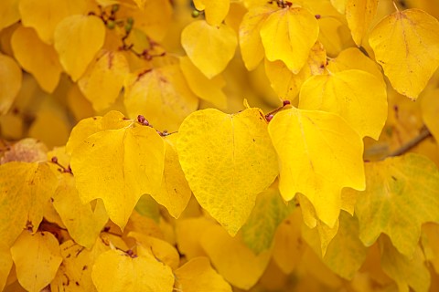 HERGEST_CROFT_GARDENS_HEREFORDSHIRE_FALL_AUTUMN_NOVEMBER_AUTUMN_COLOURS_IN_WOODLAND_YELLOW_LEAVES_FO
