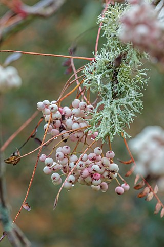 HERGEST_CROFT_GARDENS_HEREFORDSHIRE_WHITE_BERRIES_FRUITS_OF_SORBUS_BISSETII_SYN_SORBUS_PEARLS_TREES_