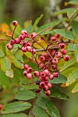 HERGEST CROFT GARDENS, HEREFORDSHIRE: RED, PINK BERRIES, FRUITS OF SORBUS PINKNESS, TREES, BERRY, AUTUMN, FALL, OCTOBER, LEAVES, FOLIAGE