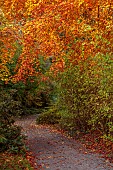 HERGEST CROFT GARDENS, HEREFORDSHIRE: FALL, AUTUMN, NOVEMBER, AUTUMN COLOURS ALONG THE BOUNDARY PATH, COPPER BEECH