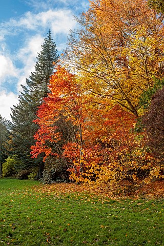 HERGEST_CROFT_GARDENS_HEREFORDSHIRE_FALL_AUTUMN_NOVEMBER_AUTUMN_COLOURS_IN_WOODLAND_ACER_JAPONICUM_V