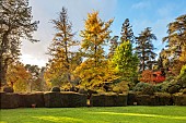 HERGEST CROFT GARDENS, HEREFORDSHIRE: FALL, AUTUMN, NOVEMBER, LAWN, THE CROQUET LAWN, CLIPPED TOPIARY YEW HEDGES, HEDGING, GINGKO BILOBA ON LEFT
