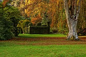 HERGEST CROFT GARDENS, HEREFORDSHIRE: FALL, AUTUMN, NOVEMBER, LAWN, THE CROQUET LAWN, CLIPPED TOPIARY YEW HEDGES, HEDGING, TRUNK OF FAGUS SYLVATICA ASPLENIFOLIA, CUT LEAF BEECH