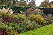THE OLD VICARAGE, WORMINGFORD, ESSEX: DESIGNER JEREMY ALLEN: NOVEMBER, FALL, AUTUMN, AMSONIATABERNAEMONTANA, MISCANTHUS GRAZIELLA, GRACILLIMUS, PHOTINIA RED ROBIN HEDGES, HEDGING