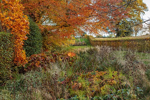 THE_OLD_VICARAGE_WORMINGFORD_ESSEX_DESIGNER_JEREMY_ALLEN_NOVEMBER_FALL_AUTUMN_TULIP_TREE_LIRIODENDRO