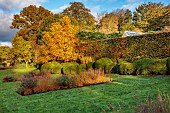 THE OLD VICARAGE, WORMINGFORD, ESSEX: DESIGNER JEREMY ALLEN: NOVEMBER, FALL, AUTUMN, LAWN, WALNUT TREE, JUGLANS REGIA, CLIPPED BOX CLOUD HEDGES, HEDGING, BUXUS, BEECH, GRASSES