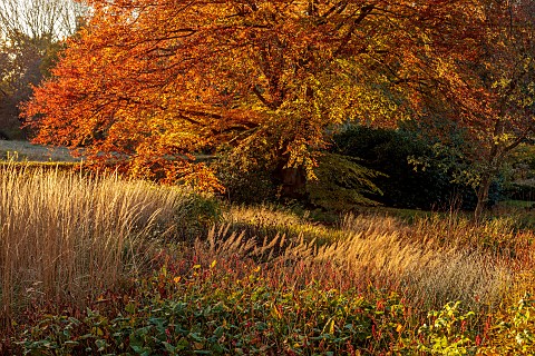 THE_OLD_VICARAGE_WORMINGFORD_ESSEX_DESIGNER_JEREMY_ALLEN_NOVEMBER_FALL_AUTUMN_GRASSES_PERENNIALS_IN_