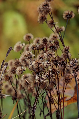 THE_OLD_VICARAGE_WORMINGFORD_ESSEX_DESIGNER_JEREMY_ALLEN_NOVEMBER_FALL_AUTUMN_SEED_HEADS_FLOWERS_OF_