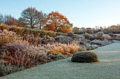 SILVER STREET FARM, DEVON: WINTER, FROST, FROSTY, LAWN, BORDER, PERENNIALS, LAWN, PENNISETUM ALOPECUROIDES, YEW DOME IN LAWN, HEDGES, HEDGING
