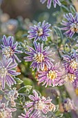 SILVER STREET FARM, DEVON: FROSTY, FROSTED, WINTER, FLOWERS, BLOOMS OF PINK, PURPLE MICHAELMAS DAISY, DAISIES, ASTER AMELLUS