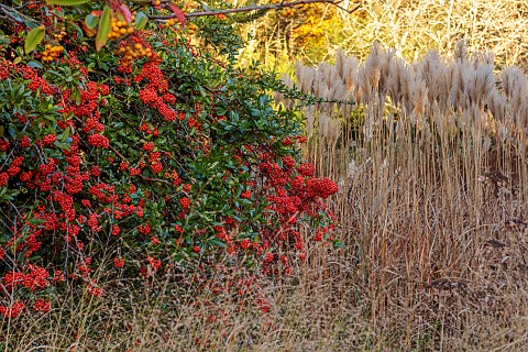 KNOLL_GARDENS_DORSET_NOVEMBER_WINTER_RED_BERRIES_PYRACANTHA_ANGUSTIFOLIA_MISCANTHUS_RED_SPEAR_SHRUBS