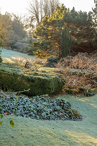 IFORD_MANOR_WILTSHIRE_FROST_FROSTY_WINTER_LILY_POOL_LAWN