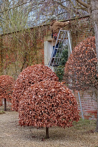 COTTESBROOKE_HALL_AND_GARDENS_NORTHAMPTONSHIRE_WINTER_FEBRUARY_ROSES_TRAINED_BY_JENNY_BARNES_WALL_LA