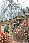 COTTESBROOKE HALL AND GARDENS, NORTHAMPTONSHIRE: WINTER, FEBRUARY, ROSES TRAINED BY JENNY BARNES, WALL, LADDER