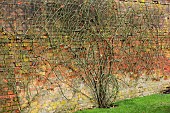 COTTESBROOKE HALL AND GARDENS, NORTHAMPTONSHIRE: WINTER, FEBRUARY, ROSES TRAINED BY JENNY BARNES, WALL, ROSA MADAME ALFRED CARRIERE