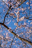 HORKESLEY HALL, ESSEX: PINK FLOWERS OF WINTER FLOWERING CHERRY, PRUNUS X SUBHIRTELLA AUTUMNALIS ROSEA, DECIDUOUS, TREES, BLOSSOM