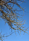 HORKESLEY HALL, ESSEX: WINTER, FEBRUARY, BRANCHES, SPIKES OF GINGKO BILOBA, MAIDEN HAIR TREE, DECIDUOUS TREE