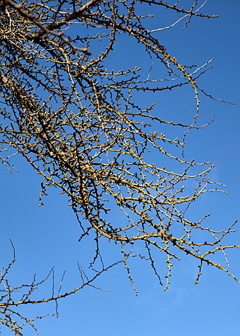 HORKESLEY_HALL_ESSEX_WINTER_FEBRUARY_BRANCHES_SPIKES_OF_GINGKO_BILOBA_MAIDEN_HAIR_TREE_DECIDUOUS_TRE