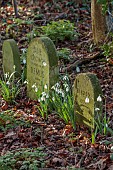 HORKESLEY HALL, ESSEX: WINTER, FEBRUARY, SNOWDROPS, GALANTHUS, DOG GRAVES
