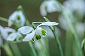 HORKESLEY HALL, ESSEX: WINTER, FEBRUARY, BULBS, SNOWDROP, GALANTHUS LAVINIA, GREEN, WHITE, FLOWERS, BLOOMS