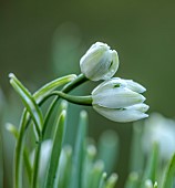 HORKESLEY HALL, ESSEX: WINTER, FEBRUARY, BULBS, DOUBLE SNOWDROP, GALANTHUS NIVALIS WOOZLE, GREEN, WHITE, FLOWERS, BLOOMS