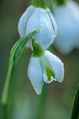 HORKESLEY HALL, ESSEX: WINTER, FEBRUARY, BULBS, SNOWDROP, GALANTHUS HILL POE, GREEN, WHITE, FLOWERS, BLOOMS