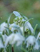 HORKESLEY HALL, ESSEX: WINTER, FEBRUARY, BULBS, SNOWDROP, GALANTHUS HORKESLEY HALL, GREEN, WHITE, FLOWERS, BLOOMS