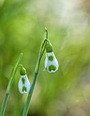 HORKESLEY HALL, ESSEX: WINTER, FEBRUARY, BULBS, SNOWDROP, GALANTHUS LUCY, GREEN, WHITE, FLOWERS, BLOOMS