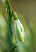 HORKESLEY HALL, ESSEX: WINTER, FEBRUARY, BULBS, SNOWDROP, GALANTHUS NIVALIS SELINA CORDS, GREEN, WHITE, FLOWERS, BLOOMS