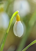 HORKESLEY HALL, ESSEX: WINTER, FEBRUARY, BULBS, SNOWDROP, GALANTHUS X VALENTINEI BELVEDERE GOLD, YELLOW, WHITE, FLOWERS, BLOOMS