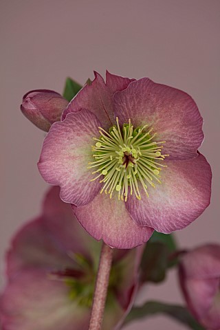 CLOSE_UP_OF_HELLEBORUS__RODNEY_DAVEY_MARBLED_GROUP__PENNYS_PINK__FROST_KISS_SERIES_FLOWERS_FLOWERING